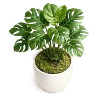 Plants