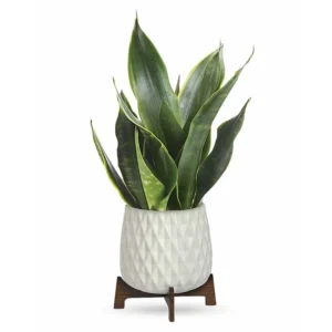 Growing Sansevieria Indoor Plant Vase
