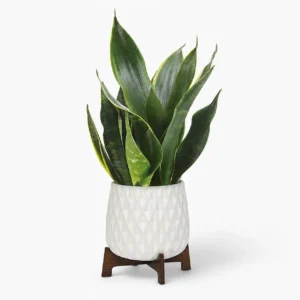 Growing Sansevieria Indoor Plant Vase