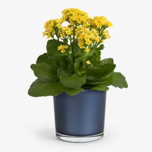 Golden Morning Botanical Plant Vase