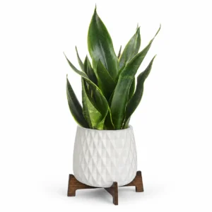 Growing Sansevieria Indoor Plant Vase