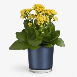 Golden Morning Botanical Plant Vase