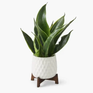 Growing Sansevieria Indoor Plant Vase