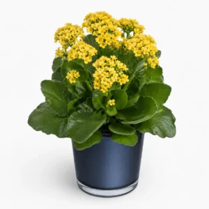 Golden Morning Botanical Plant Vase