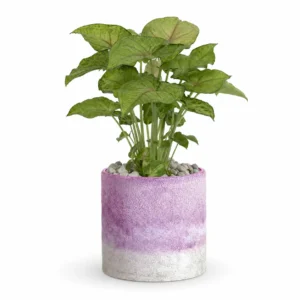 Lavender Frost Decorative Plant Vase