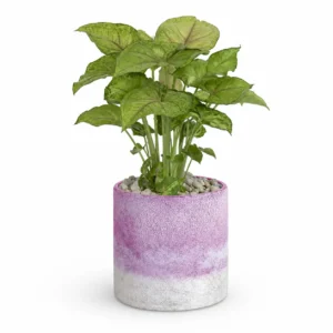 Lavender Frost Decorative Plant Vase