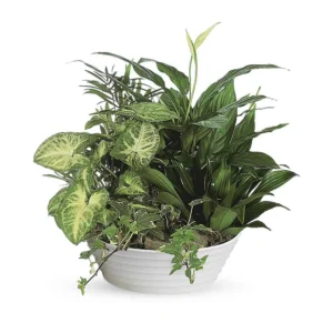 Medium Indoor Botanical Garden Bowl