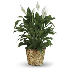 Simply Elegant Peace Lily Basket Arrangement
