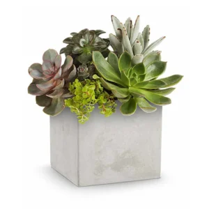 Concrete Oasis Succulent Plant Display