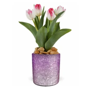 Dreamy Tulip Plant Collection Delight