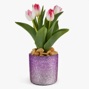 Dreamy Tulip Plant Collection Delight