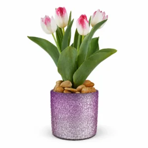 Dreamy Tulip Plant Collection Delight