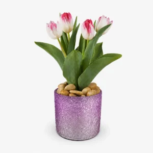 Dreamy Tulip Plant Collection Delight
