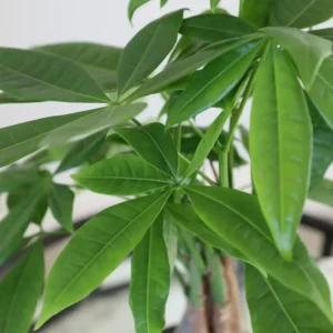 Just Add Ice 14" Tall Money Tree Live Plant in 5" Decorative Fiber Clay Pot