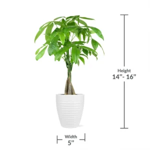 Just Add Ice 14" Tall Money Tree Live Plant in 5" Decorative Fiber Clay Pot