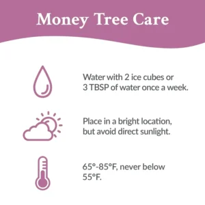 Just Add Ice 14" Tall Money Tree Live Plant in 5" Decorative Fiber Clay Pot